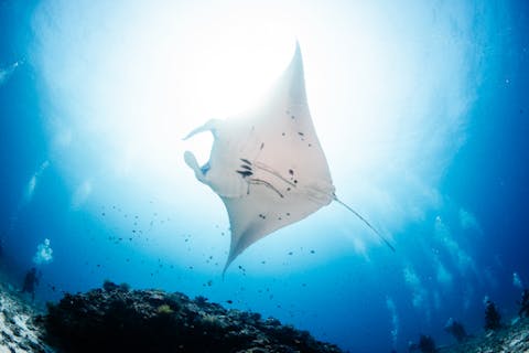 1名様OK【沖縄・那覇】慶良間ダイビング 大物狙おう 器材送迎付き