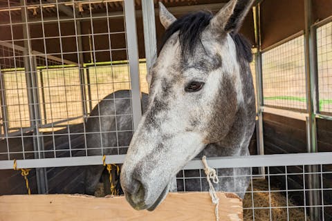 【岡山・牛窓・動物観察】オリジナルムービー付き！大自然の中での馬のふれあい体験（エサやり等30分ライトプラン）