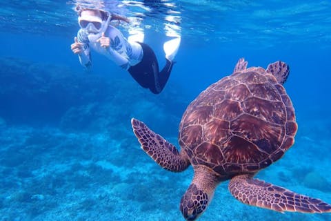 【沖縄・宮古島・貸切ツアー】ウミガメと泳げるシュノーケルツアー／1組貸切制で安心！ ウミガメ・珊瑚・クマノミが見れる欲張りツアー♪