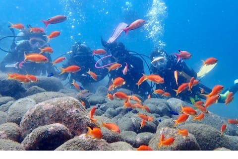【静岡・清水・体験ダイビング】初心者大歓迎！沢山のお魚に会える体験ダイビング