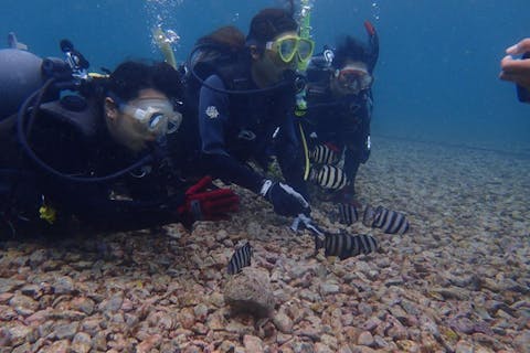 静岡県・沼津市・ダイビング】☆初心者・ブランクダイバー限定プラン