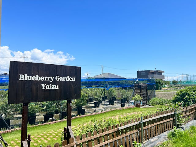 ブルーベリーガーデンやいづ
