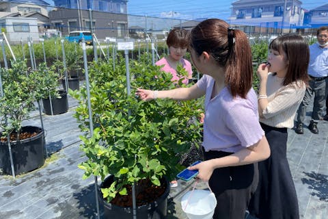 【静岡・焼津・ブルーベリー狩り】アソビュー！限定特別プラン！ブルーベリー狩り90分食べ放題+おみやげパック付