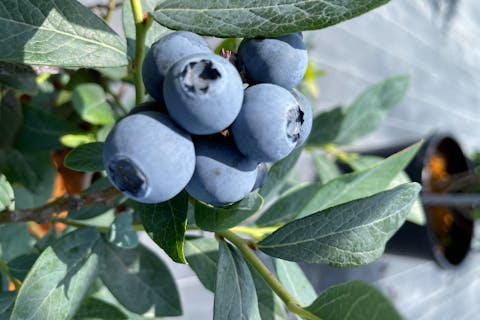 【静岡・焼津・ブルーベリー狩り】アソビュー！限定特別プラン！ブルーベリー狩り90分食べ放題+おみやげパック付