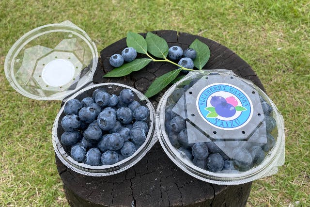 【静岡・焼津・ブルーベリー狩り】アソビュー！限定特別プラン！ブルーベリー狩り90分食べ放題+お好きなスイーツ+おみやげパック付