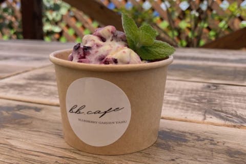 【静岡・焼津・ブルーベリー狩り】アソビュー！限定特別プラン！ブルーベリー狩り90分食べ放題+お好きなスイーツ+おみやげパック付