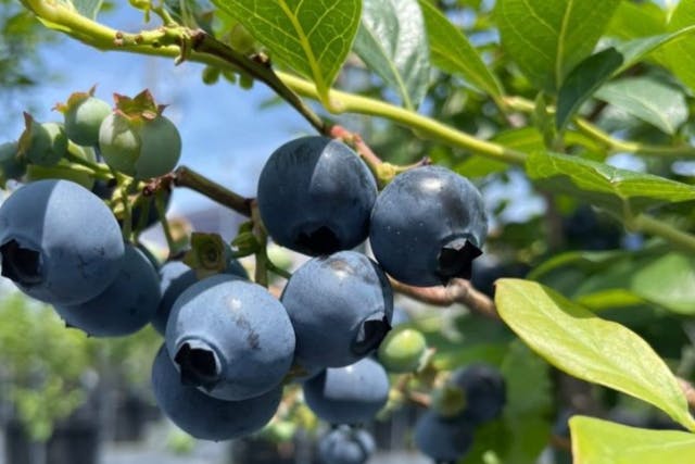 【静岡・焼津　ブルーベリー狩り】90分食べ放題　全50品種から旬の品種を味くらべ