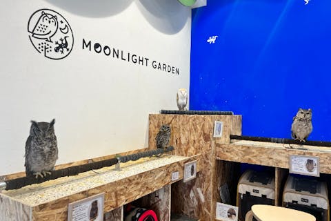 【愛知・ふれあい体験】ふくろうなどのエキゾチックアニマルふれあい体験