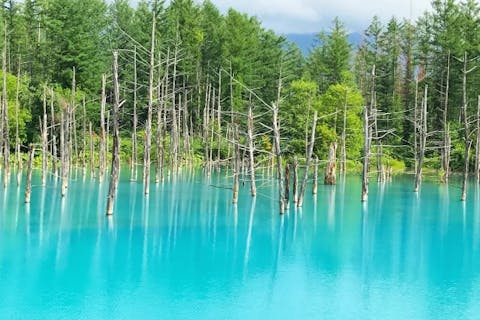 【北海道・富良野・美瑛・観光タクシー】見渡す限り大自然の光景を満喫しよう！（10時間）＜貸切＞
