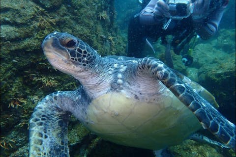 【静岡・伊東・シュノーケリング】海ガメに逢えるかも！？水中カメラレンタル無料！川奈の海にたくさんの魚を見に行こう！
