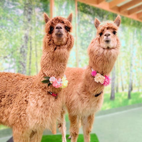 アルパカふれあいランド(Alpaca fureai land)