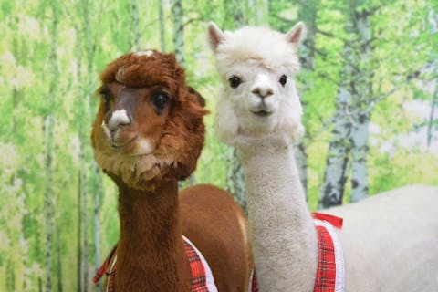 【東京・ふれあい体験（30分）】本物のアルパカとふれあえる！おひとり様・カップル・ご家族どなたでも参加OK◎神楽坂駅、飯田橋駅からすぐ！