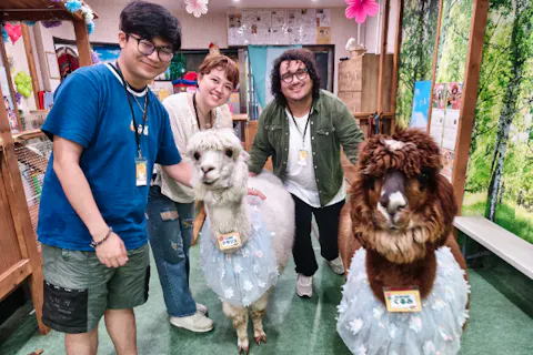 【東京・ふれあい体験（30分）】本物のアルパカとふれあえる！おひとり様・カップル・ご家族どなたでも参加OK◎神楽坂駅、飯田橋駅からすぐ！