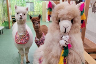 アルパカふれあいランド(Alpaca fureai land)｜ネット予約ならアソビュー！
