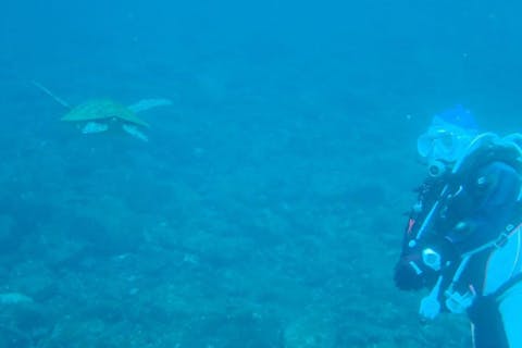 【千葉・勝浦・体験ダイビング】ダイビングデビューならぜひ当店で！海中の世界を体感しよう！