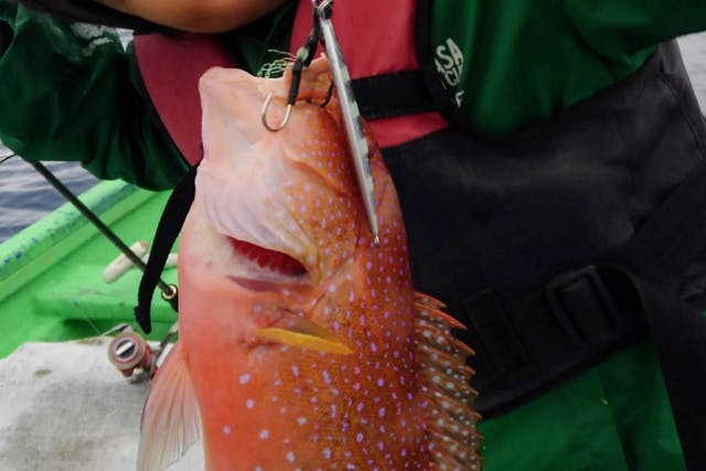 鹿児島の海釣り・船釣りの体験・予約 おすすめランキング - アソビュー！