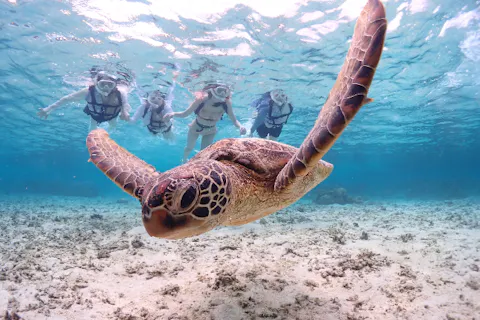 【沖縄・宮古島・シュノーケリング】ウミガメシュノーケリング★送迎相談可！★撮影データ無料！★初めての方大歓迎！★高性能水中カメラで撮影♪