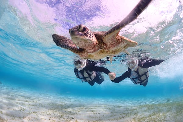 ♯Gpi22DI地球生命紀行ウミガメ＆さんご礁を彩る生き物全8種海亀