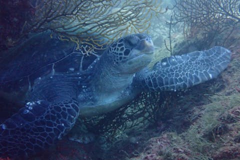 【静岡・伊東 川奈・体験ダイビング】海の中をお散歩しませんか。お魚たちの世界を覗いてみよう！