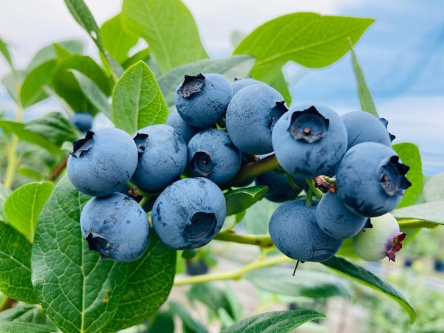 ブルーベリーガーデン岐阜