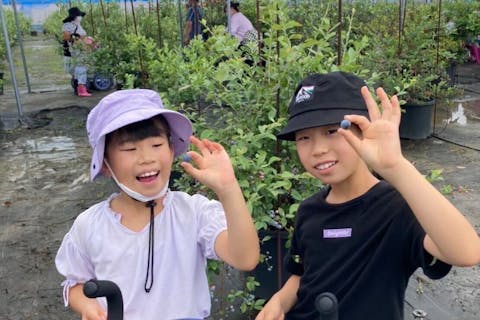 【岐阜・海津市・ブルーベリー狩り】時間無制限食べ放題！10〜15品種のブルーベリー食べ比べプラン