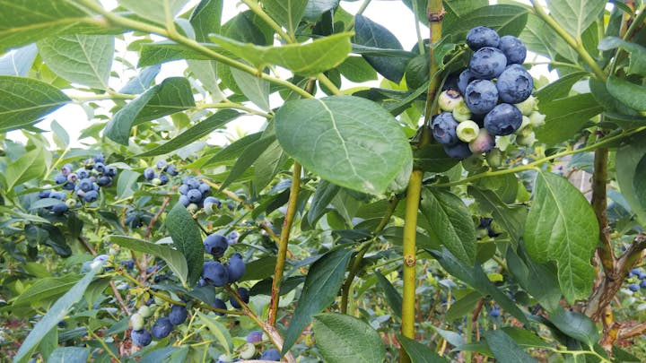 吉本ブルーベリー園