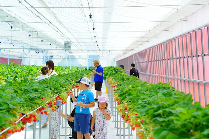道の駅前猪苗代いちご園