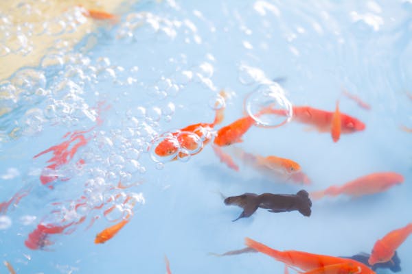 神奈川・江ノ島・金魚すくい】金魚すくいファストパス｜アソビュー！