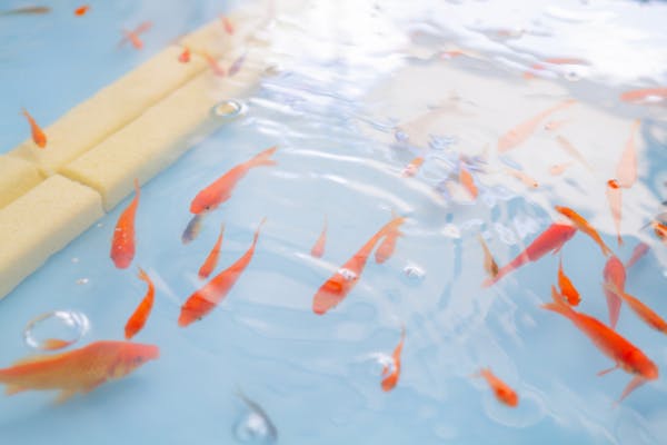 神奈川・江ノ島・金魚すくい】金魚すくいファストパス｜アソビュー！