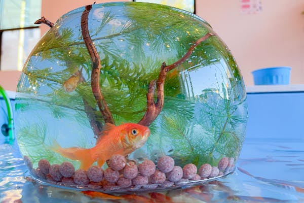 神奈川・江ノ島・金魚すくい】金魚すくいファストパス｜アソビュー！