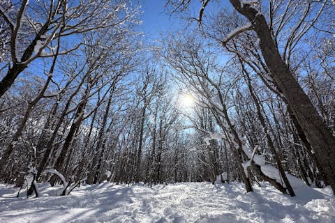 【北海道・札幌・スノーシュー】送迎あり・雪の妖精シマエナガやエゾリスが潜む粉雪の森or日本三大夜景「煌めく宝石箱」を臨む雪の丘2プランよりチョイス