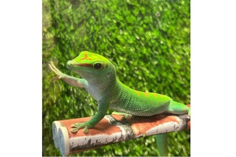 【大阪・りんくう・動物カフェ】120分コース！珍しい爬虫類と思う存分触れ合える！