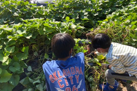 【兵庫・三木・さつまいも掘り】大人気紅はるか　さつまいも掘り（収穫体験）