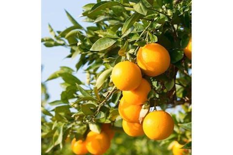 【静岡・東伊豆・みかん狩り】旬を楽しもう！みかんorオレンジ狩り＜熱川駅から無料送迎あり＞