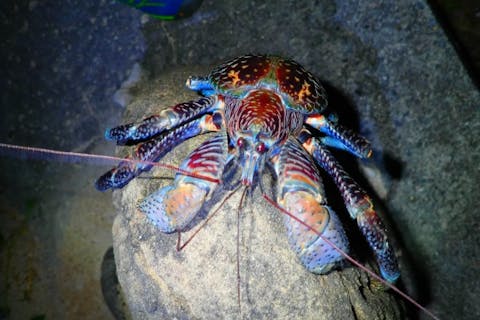 【沖縄・宮古島】亜熱帯の生き物に会いに行こう！宮古島ナイトツアー