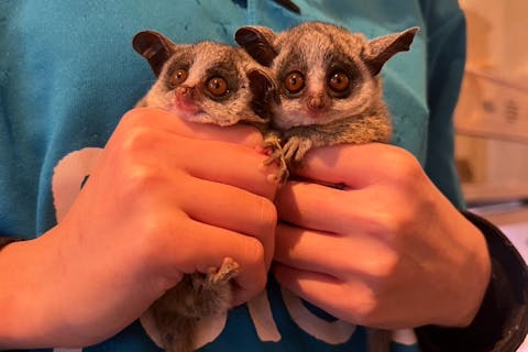 【兵庫・三宮】癒される動物とふれあい1時間体験！※現地でワンオーダー制