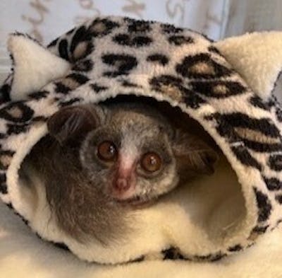 アニマルカフェフレカ 福島店｜ネット予約ならアソビュー！