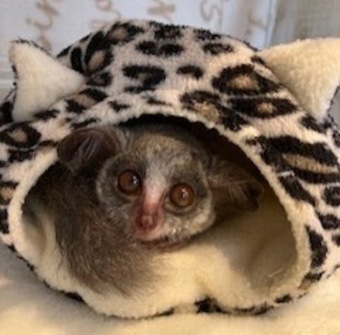 アニマルカフェフレカ　福島店