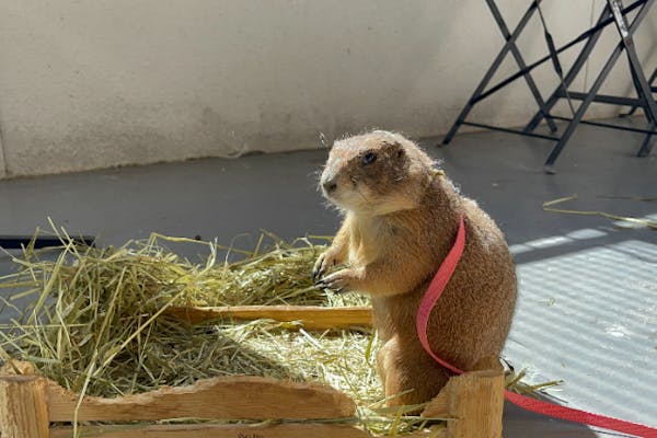 大阪・福島】癒される動物とふれあい1時間体験！※現地でワンオーダー制