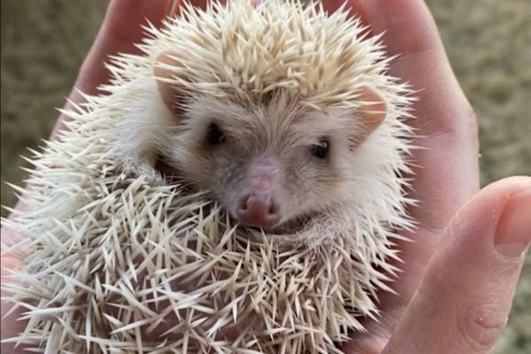 カフェレオ if ウォーバードデスクコレクション ノーマル8種シークレット1種 カフェレオ if ウォーバードデスクコレクション ノーマル8種