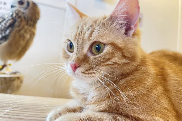 大阪・福島】癒される動物とふれあい2時間体験！※現地でワンオーダー制