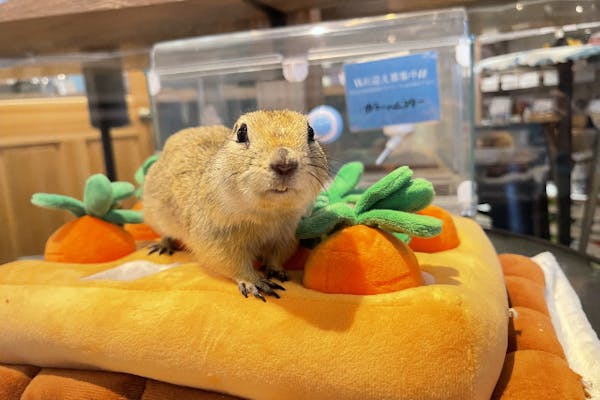 大阪・福島】癒される動物とふれあい2時間体験！※現地でワンオーダー制