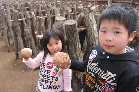 【静岡・修善寺・しいたけ狩り】伊豆の原木栽培されたしいたけをご自身で収穫体験！＜300gしいたけ狩り＞