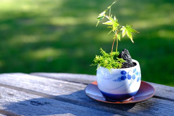 備前焼 茶器 湯のみ 備前一窯 森本良信 備前湯呑み 満300ml 穴窯焼成茶器