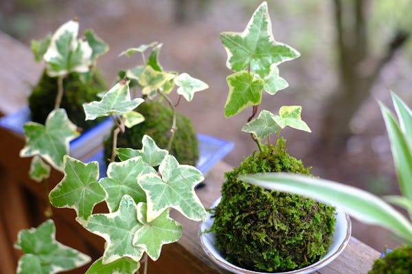 岡山・盆栽作り】苔のむすまで苔づくし！緑の苔インテリア、苔玉作り