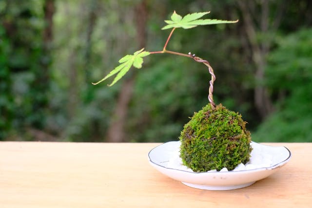 【岡山・盆栽作り】小さな緑の苔インテリア、苔玉作り体験！