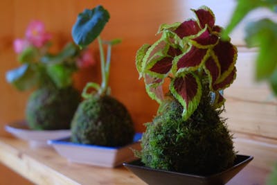 岡山・盆栽作り】苔のむすまで苔づくし！緑の苔インテリア、苔玉作り
