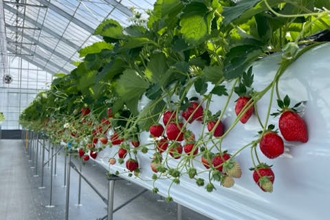 【愛知・美浜／南知多・いちご狩り】いちご狩り「60分間」食べ放題！ レーン指定なしで好きなだけ楽しめるいちご狩りです。《カフェ併設》