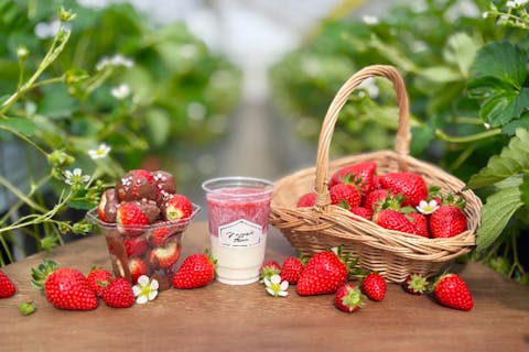 【宮城・山元・いちご狩り】ここでしか食べられないオリジナル品種を30分間食べ放題できるノーマルプラン