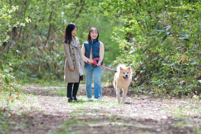 【秋田・三種町・健康づくり】可愛い秋田犬とウェルネス体験！一緒にお散歩を楽しみましょう